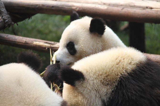 Chengdu Research Base of Giant Panda Breeding: A Panda Adventure